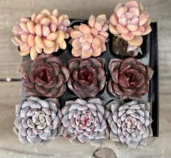3種9個　エケベリア　多肉植物　寄せ植え