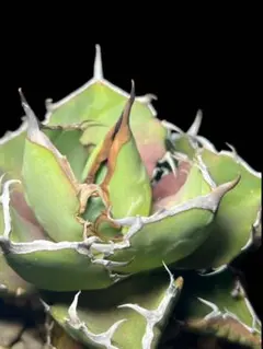 イラン株　angryheart 2026年最新】アガベ イラン株の人気アイテム - メルカリ