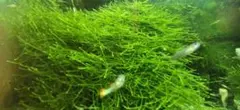 ウィローモス 水草 アクアリウム用のサムネイル