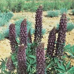 ろっちゃん様 リクエスト 3点 まとめ商品