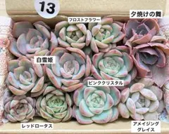 13 多肉植物　多肉弁当　詰め合わせ　寄せ植え　セット　カット苗　韓国苗　エケ