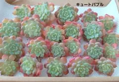 そ*い様 K1173　キュートバブル群生　40株　多肉植物 抜き苗 エケベリア 多肉植物】 エケベリア 群生多頭株『キュートバブル