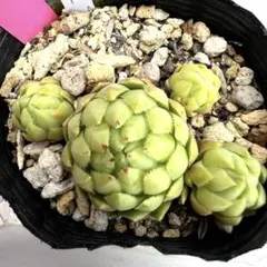 多肉植物 ジョビバルバ ソボリフェラ ペール No.172② - メルカリ