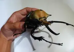 昆虫標本 大型エレファスゾウカブト 122mm 飼育個体 - メルカリ