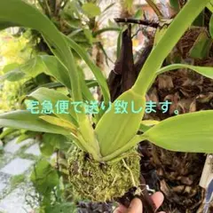 ☆土日セール☆グラマトフィラム 吊り仕立て 2本立ち 夏の洋ラン 100