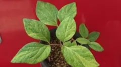 shimizu8767様 リクエスト 2点 まとめ商品