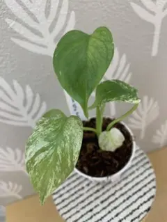 モンステラ デリシオーサ フルミント Monstera Full Mint モンステラ デリシオーサ サイアム ミント Monstera Deliciosa