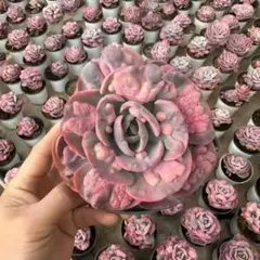 Top【選抜株】多肉植物　24376レインドロップス錦 10個　鉢無し/脱土