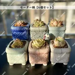 N0319【韓国】 3号 6個セット セーター柄 窯変 貫入 浮彫 植木鉢 室内