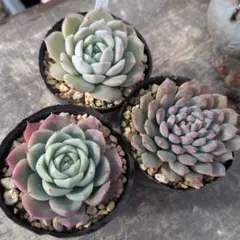 まさまさ様 リクエスト 2点 まとめ商品