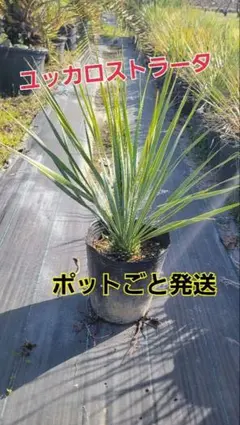 2026年最新】ロストラータの人気アイテム - メルカリ