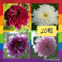 フー様 リクエスト 2点 まとめ商品