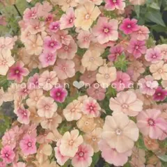 あすなろ様 リクエスト 3点 まとめ商品