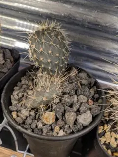 5号サイズ❗️ガラパゴス団扇　黒肌　金棘オプンチア 子株付き❗️ ガラパゴス団扇 黒肌 金棘オプンチア