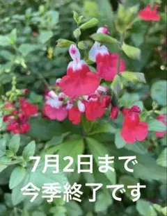 赤花チェリーセージ プラグ苗1個 - メルカリ