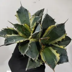 【クリスマスセール】①選抜 特大　美株　アガベ　白鯨錦　覆輪斑　TC クリスマスセール】♯18 選抜 特大 美株 アガベ 白鯨錦 覆輪斑 TC