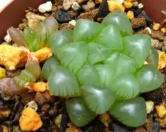 多肉植物⭐ハオルチア⭐だるまオブツーサ子株付き⭐抜き苗＋おまけハオルチア ❤