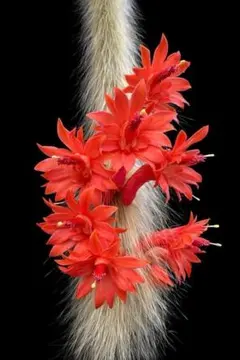 ひろ様専用　サボテン　ヒモサボテン　ヒルデウィンテラ　猫のしっぽ