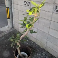 B級品/大型観葉植物】白い幹がおしゃれで魅力♪フィカス