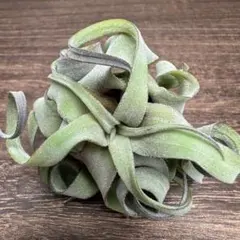 【人気No1】②Streptophylla curly ストレプトフィラカーリー