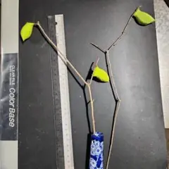 Item thumbnail for item 0db8fffc-da0a-4eb5-a2a3-9a0003cdc72b