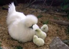 ★ももちゃんのおうち⊂((・⊥・))⊃様専用うこっけい卵12個