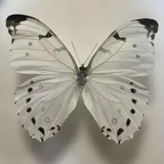 2026年最新】蝶標本 モルフォ蝶の人気アイテム - メルカリ