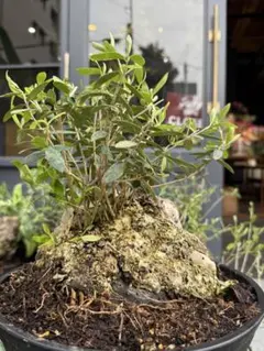 【希少超大株】オリーブ古木 鉢直径40㌢ 盆栽風仕立 塊根 発根済 珍奇植物 希少超大株】オリーブ古木 鉢直径40㌢ 盆栽風仕立 塊根 発根済 珍奇
