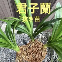 2026年最新】クンシランの人気アイテム - メルカリ