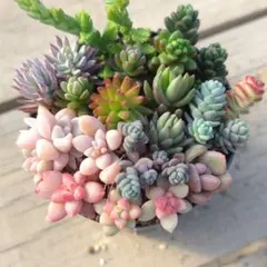 a. カット苗 多肉植物
