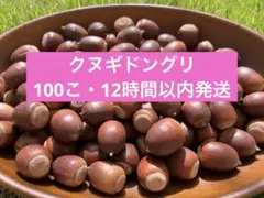 【12時間以内発送】クヌギどんぐり 100個