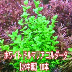 みけねこ様 リクエスト 3点 まとめ商品