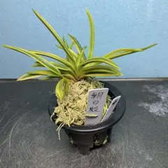 至宝の美麗品】富貴蘭 ○田錦(高知県香美市土佐山田町産) - メルカリ