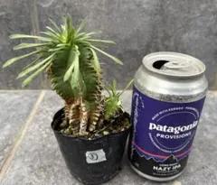 xox66様 リクエスト 2点 まとめ商品