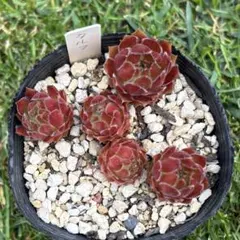 センペルビウム ディズニーフェスティバル 多肉植物 - メルカリ