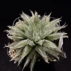 チ*ー様 多肉植物 ハオルチア 氷の恋人 美株 初出品 新品種 糊斑