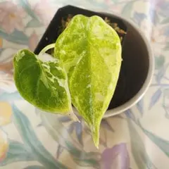 m*n様 Anthurium Pap Var × D&H × Lux 斑入り 実 - メルカリ