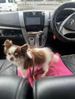 Item thumbnail for item c5cb9ae0-c8f1-4943-8432-21baeae6e890