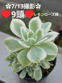 61♥4頭♥ レモンローズ錦 根あり 抜き苗 多肉植物 - メルカリ