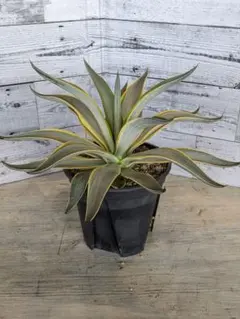2025年最新】アガベ・デスメティアナの人気アイテム - メルカリ