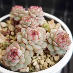 2026年最新】オーストラリアキャプテンヘイの人気アイテム - メルカリ