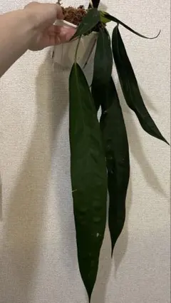 c*i様 アンスリウム　ウェンドリンゲリのサムネイル