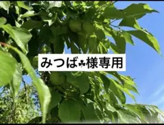 【みつば‪☘︎様専用】和歌山県産　完熟南高梅　約4㎏