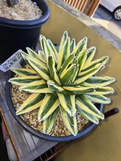 2026年最新】笹の雪 輝山の人気アイテム - メルカリ