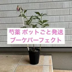 芍薬 シャクヤク ブーケパーフェクト 開花済 ピンク 桃色 苗 - メルカリ