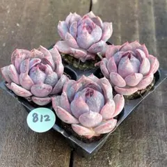 みーこ様 リクエスト 2点 まとめ商品