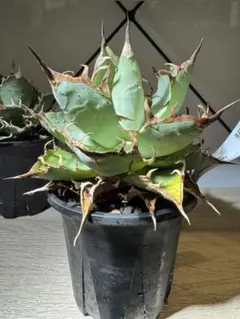 親株 アガベ ハイブリッド キシロナカンサ × コロラータ agave キシコロ 親株 アガベ ハイブリッド キシロナカンサ × コロラータ agave