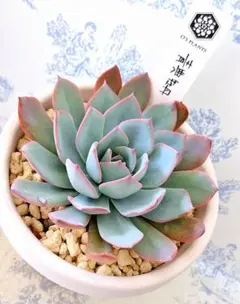 2026年最新】青典牡丹 多肉の人気アイテム - メルカリ