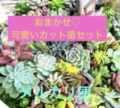 2026年最新】多肉 カット苗セットの人気アイテム - メルカリ