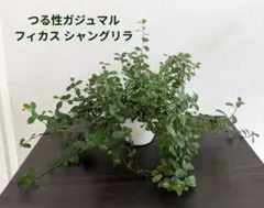 つる性ガジュマル フィカスシャングリラ 抜き苗 根付き こけし - メルカリ